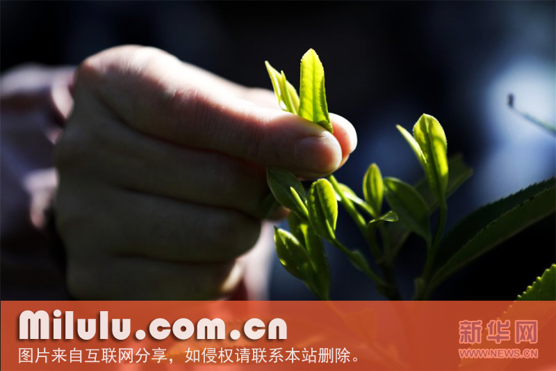 外山小种图片