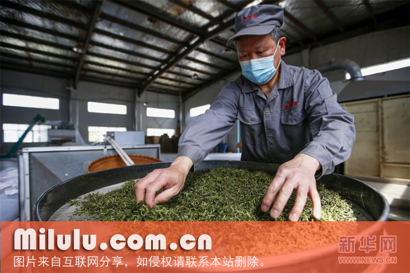 红茶的品茗指南