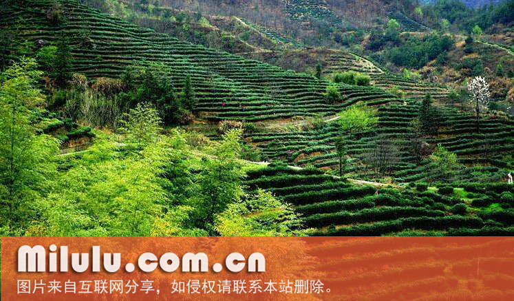 岳西翠兰图片