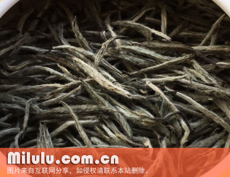 白毫银针图片