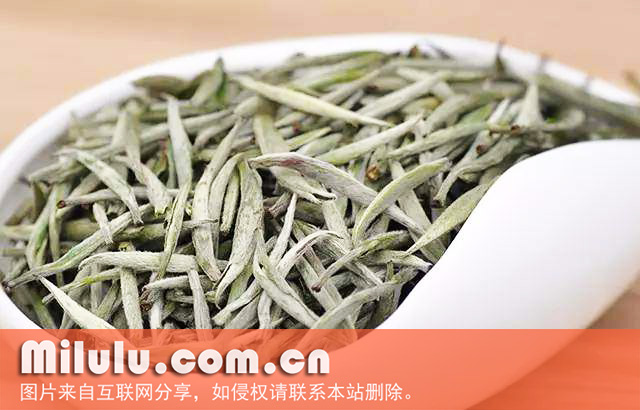 白毫银针图片