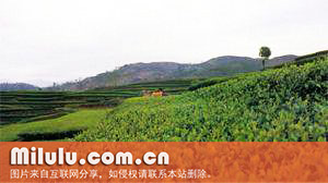 蒙顶黄芽图片