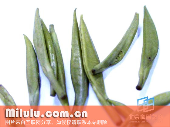 蒙顶黄芽图片