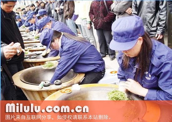 鹿苑毛尖的品茗指南