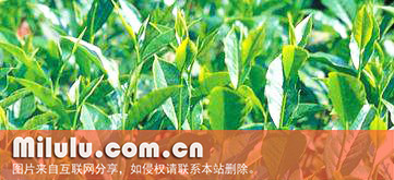凤凰水仙图片