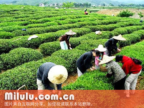 安溪色种的冲泡方法