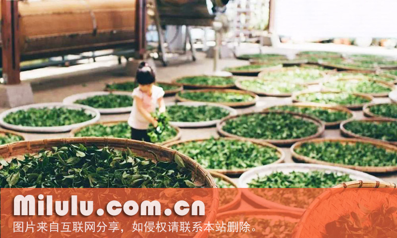 凤凰单丛茶的获奖/荣誉