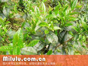 文山包种茶图片