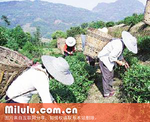 文山包种茶图片