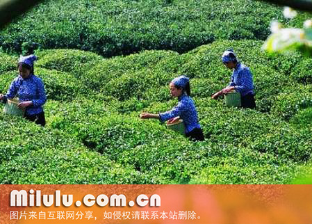 青城茶