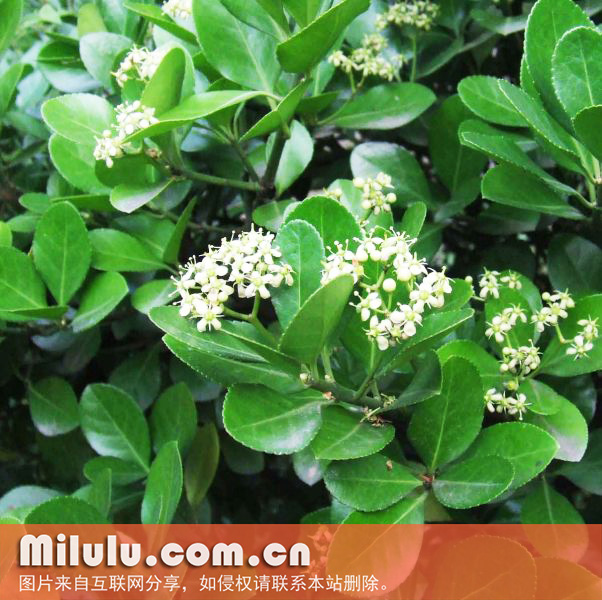 大叶冬青-花朵