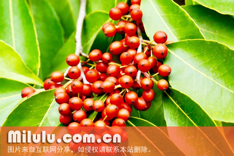 大叶冬青-果实
