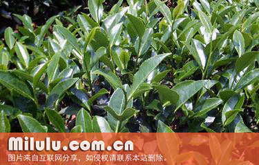 水仙茶图片