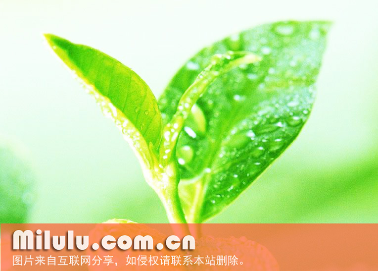 兰馨雀舌的获奖/荣誉