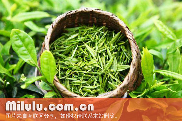英山云雾茶的历史渊源