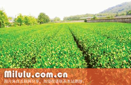 庐山云雾茶的发展历史