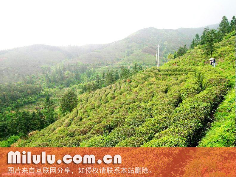 庐山云雾茶图片
