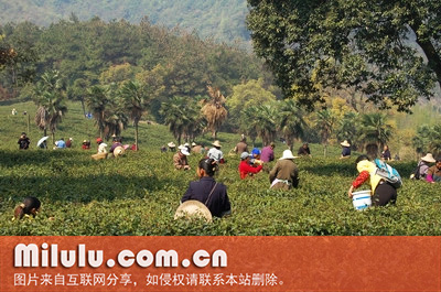 庐山云雾茶图片