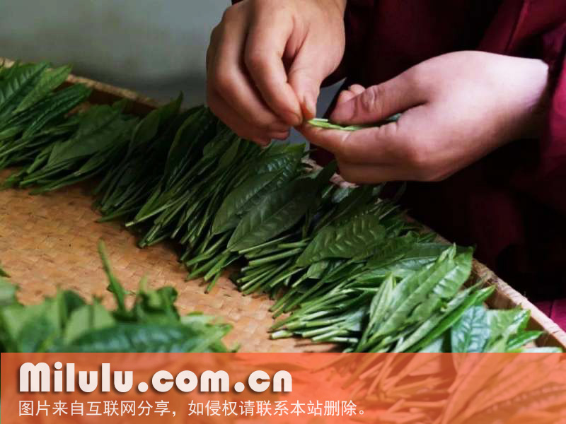 太平猴魁的加工工序