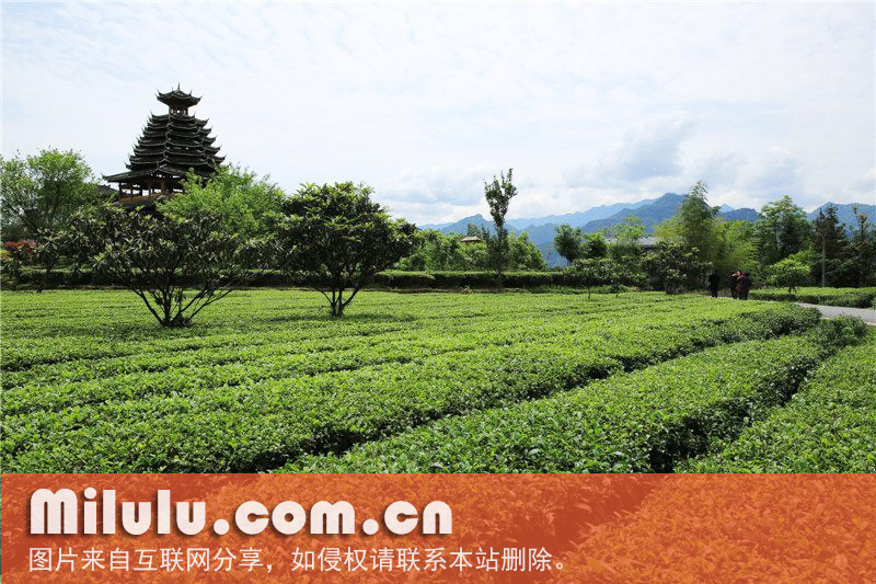 恩施玉露图片