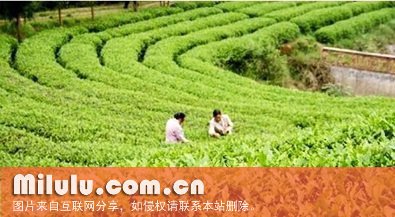 西山茶图片