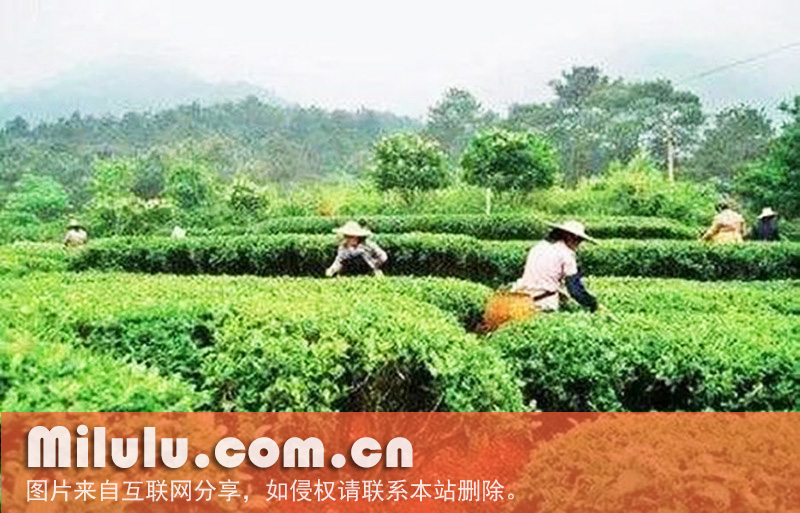 西山茶图片