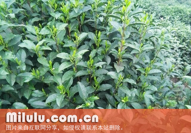 涌溪火青中文名