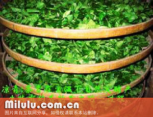 仙人掌茶的自然地理