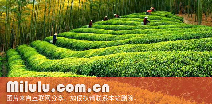 径山茶图片
