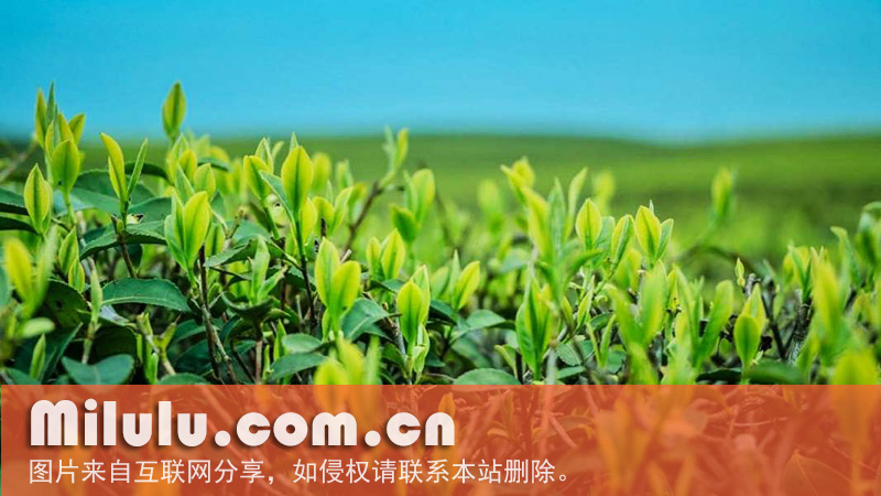 径山茶图片