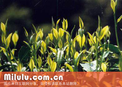 日铸雪芽的历史记载
