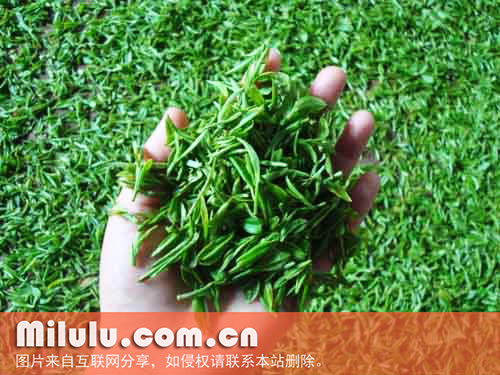 惠明茶图片