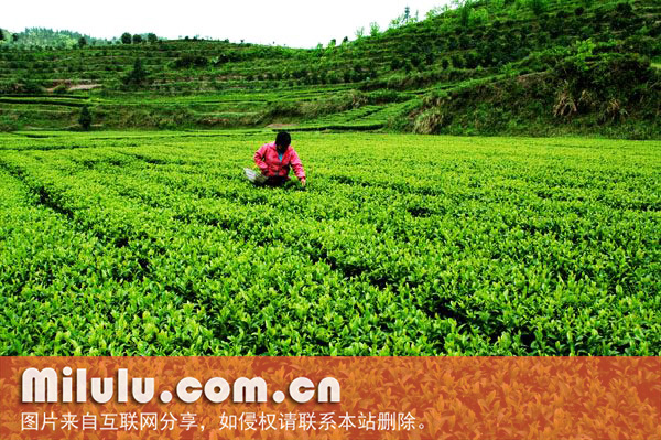 采摘天柱剑毫中文名