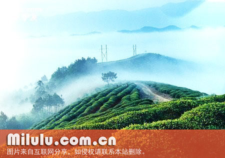 临海蟠毫茶的种类