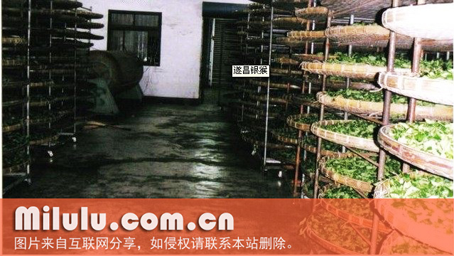 遂昌银猴图片