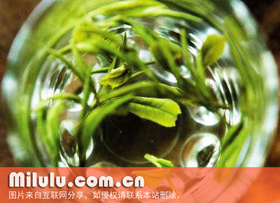 峨眉毛峰中文名