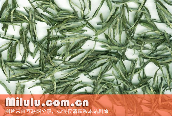 午子仙毫图片