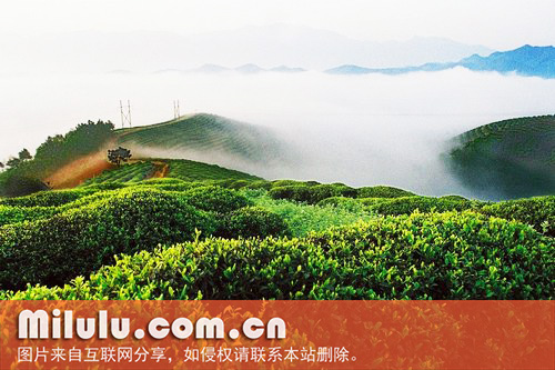 汉中——午子仙毫