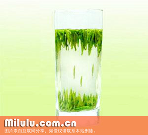 午子仙毫中文名