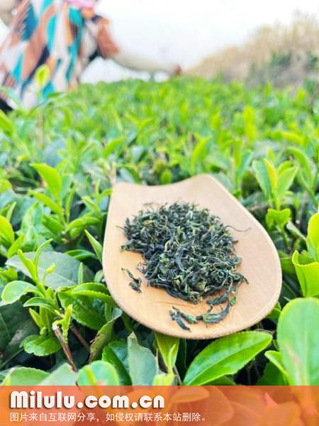 日照绿茶图片