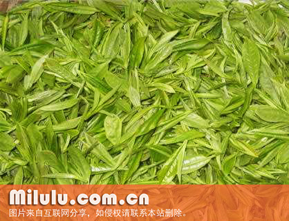 蒙洱月芽图片