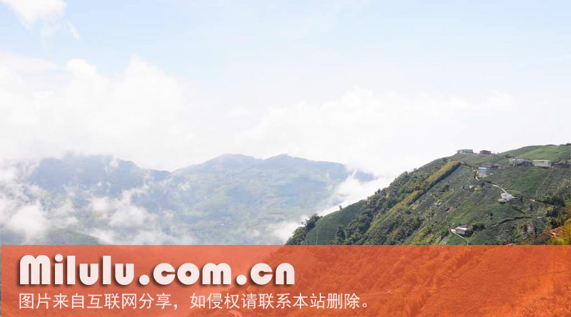 冻顶乌龙茶的采制
