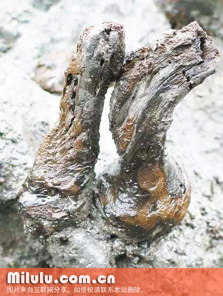 考古中出土的茶树根