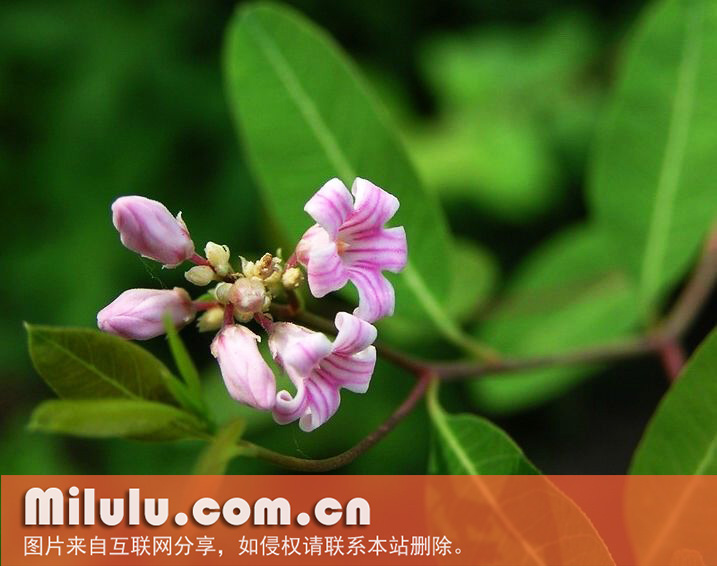 敦煌罗布麻综合开发中心