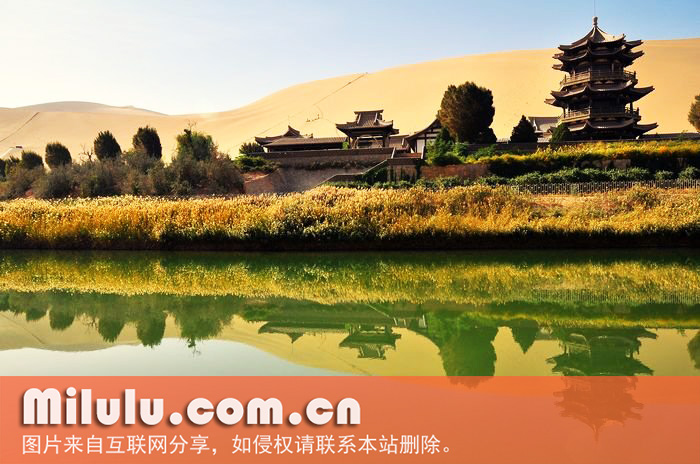 月牙泉畔罗布麻