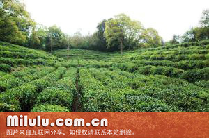 君山茶图片