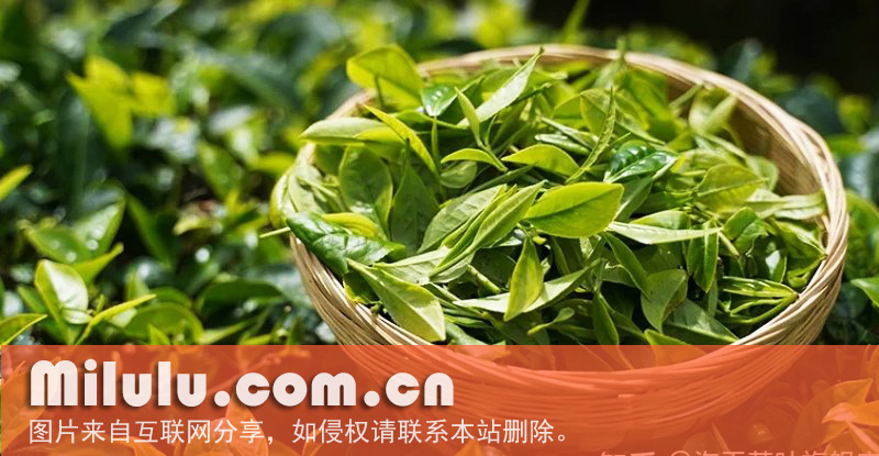 大叶种晒青毛茶的品质特点