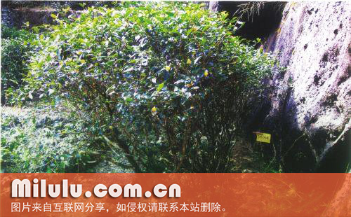 水金龟产地中文名