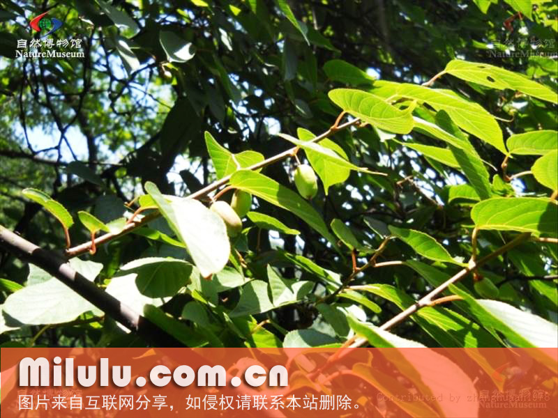 山茶目-猕猴桃科