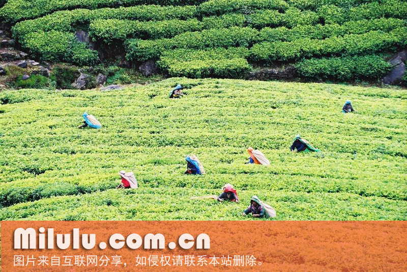 世界四大红茶的祁门红茶